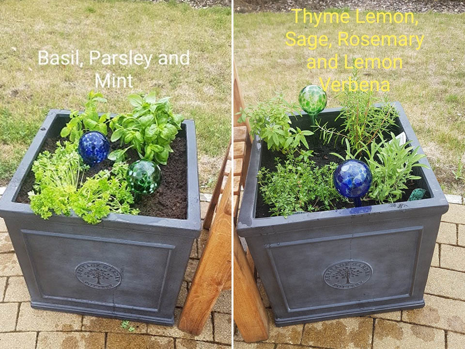 Planters with herbs